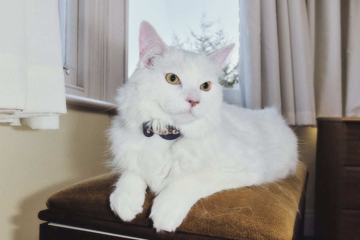 Why cats love bird watching (and how to keep your indoor cat’s inner predator happy)