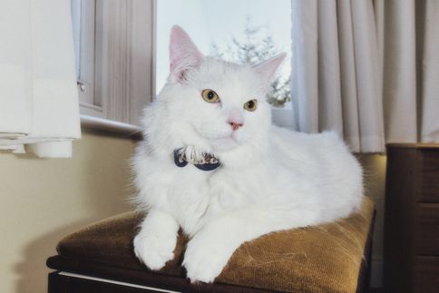 Why cats love bird watching (and how to keep your indoor cat’s inner predator happy)