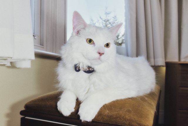 Why cats love bird watching (and how to keep your indoor cat’s inner predator happy)