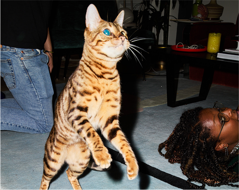 The science behind your cat’s superpowers