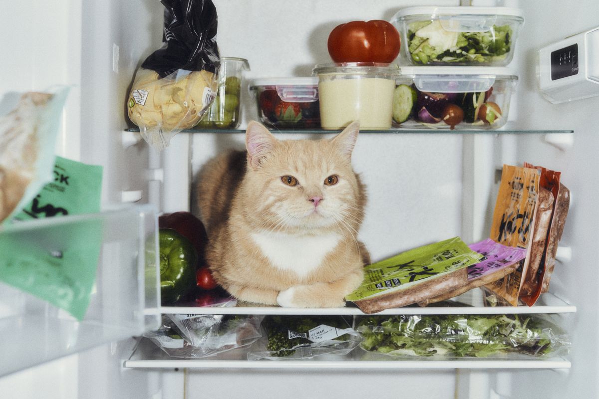 10 signs your cat is happy 