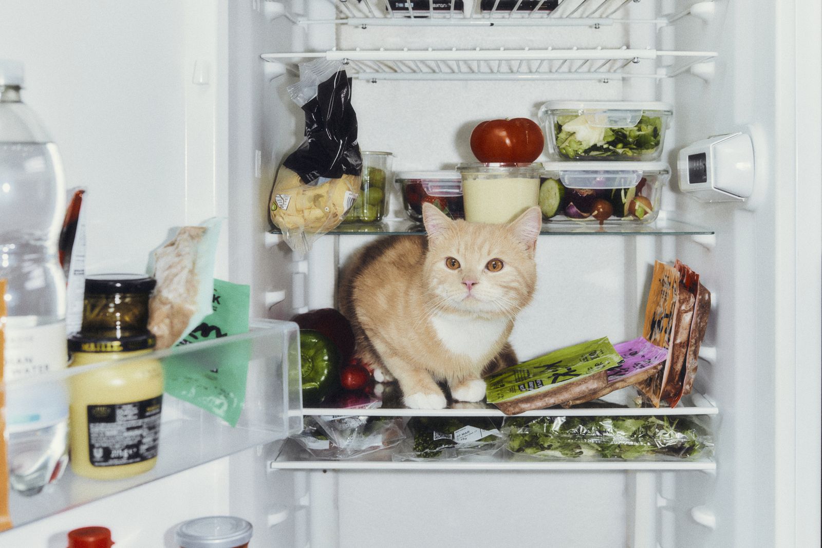 Cat in the fridge