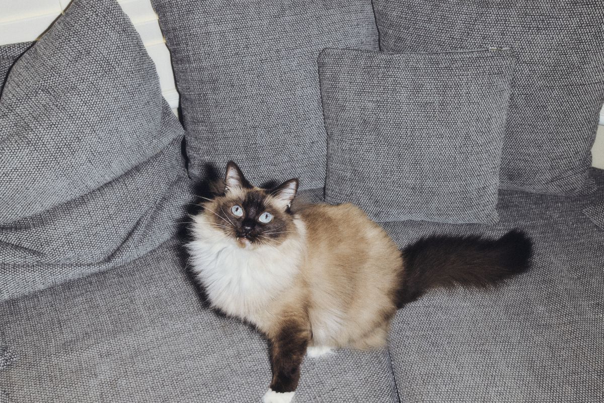 The secret lives of cats: weird and wonderful breed facts