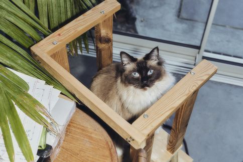 Understanding and supporting cats with dementia: what every cat parent should know
