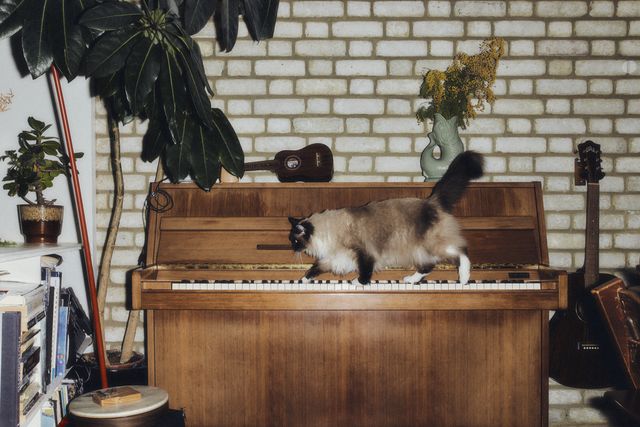 Music your cat will love (according to science) 