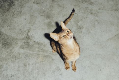 How smart is your cat? 