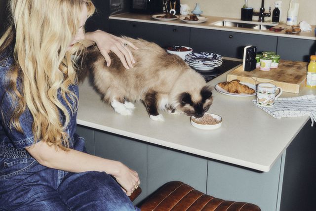 How to maintain your cat's feeding routine while travelling 
