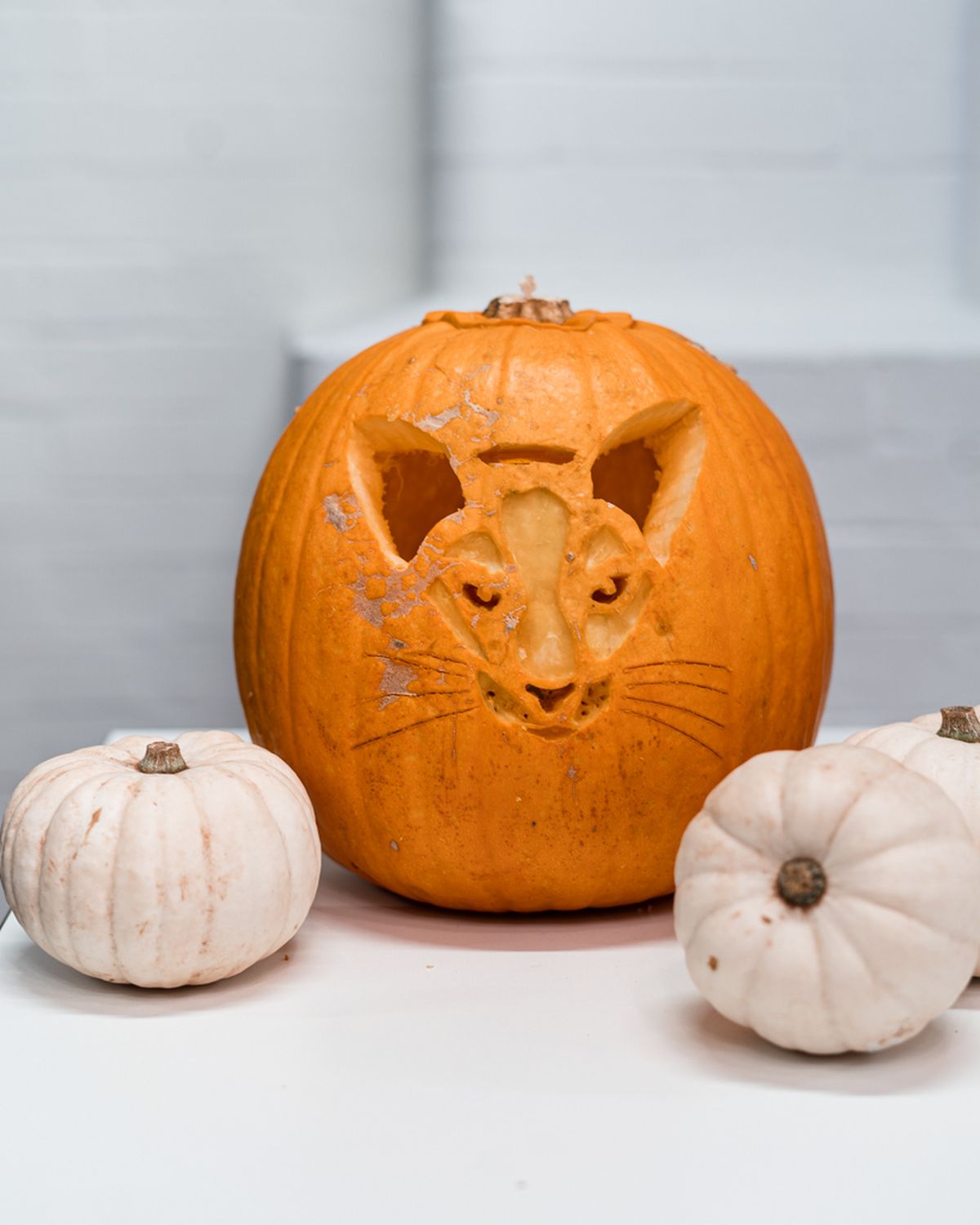 Portrait of a cat carved on an orange pumpkin