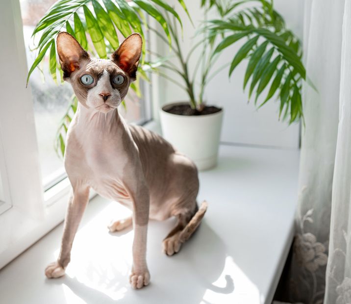 Sphynx cat on windowsill