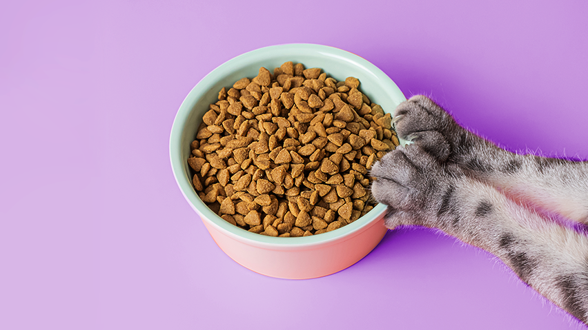 The Truth About Dry Cat Food Is Dry Food Bad For Cats KatKin