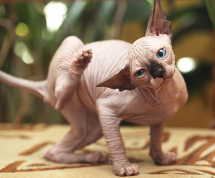 Sphynx cat scratching