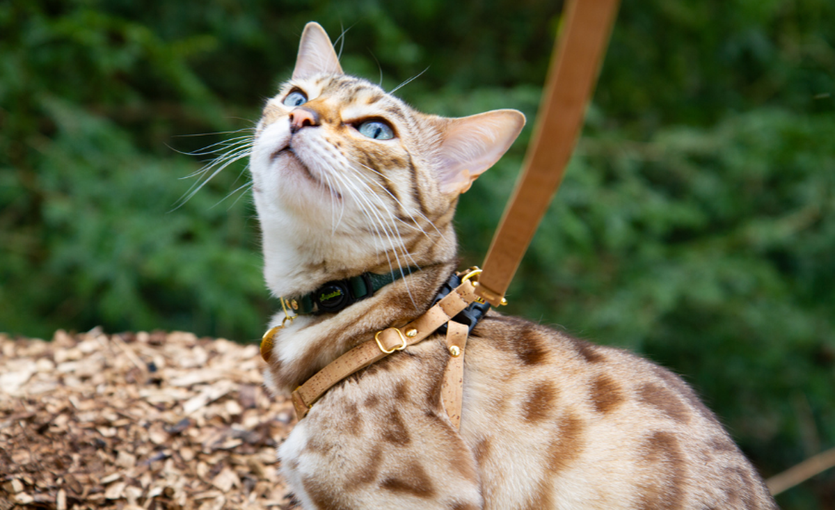 How to harness train your cat