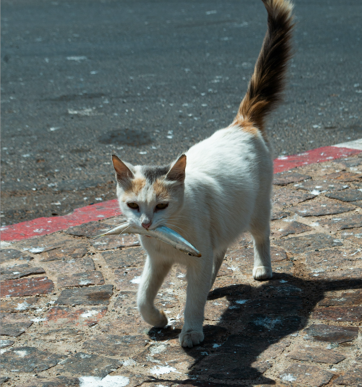 Cats and fish: a tale as old as time