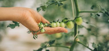 Nahaufnahme einer Hand, die eine Rispe Tomaten an einer Pflanze hält.
