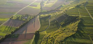 Weinberge und Felder von oben im Abendlicht