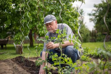 Ein Mann kümmert sich in seinem Garten um junge Tomatenpflanzen und bindet sie an Stecken an zum stabilisieren.