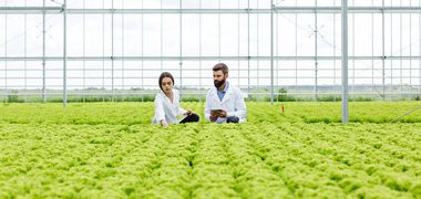 Zwei Menschen stehen mitten in einem lichtdurchfluteten Gewächshaus mit hohen Decken. Vor ihnen liegt ein weites Feld von endlosen Reihen grüner Pflanzen. Sie tragen weiße Laborkittel und begutachten die Pflanzenreihe vor ihnen.