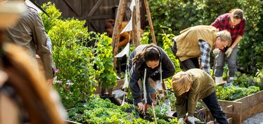 Menschen pflegen Hochbeete voller grüner Kräuter und Gemüse in der Nachmittagssonne.