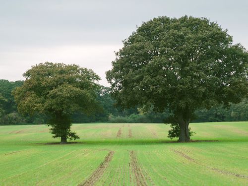 a-big-tree-and-a-smaller-tree-next-to-each-other