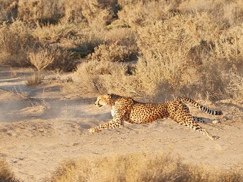 Cheetah running