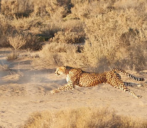 Cheetah running