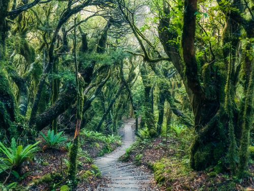 Winding path through the rainforest