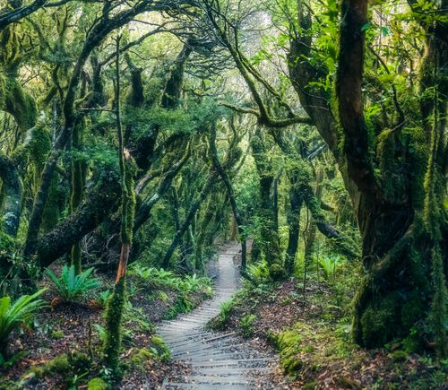 Winding path through the rainforest