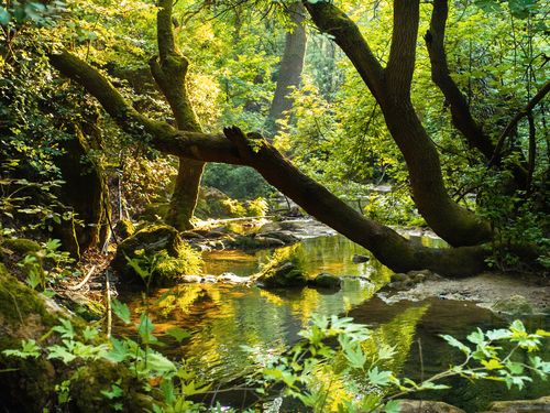 Natural landscape of mountain river in forest