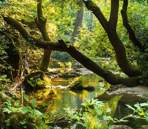 Natural landscape of mountain river in forest