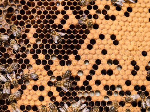 Group of bees on honeycomb