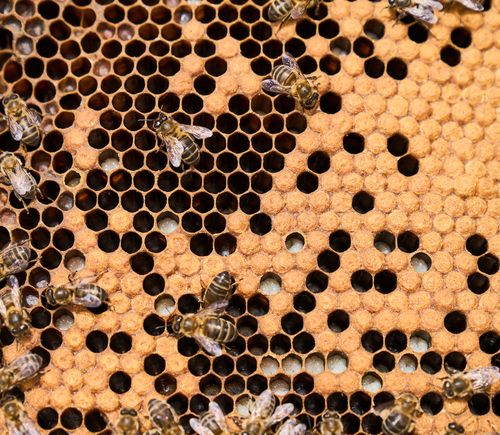 Group of bees on honeycomb