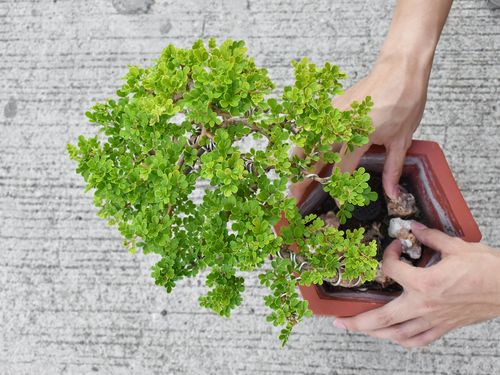 Bonsai