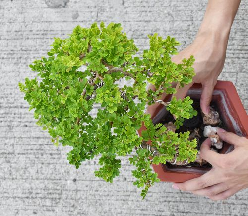 Bonsai