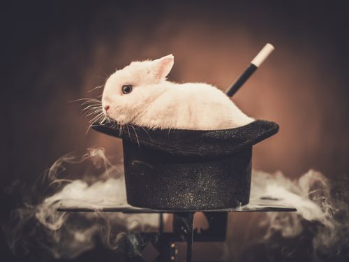 Rabbit in hat