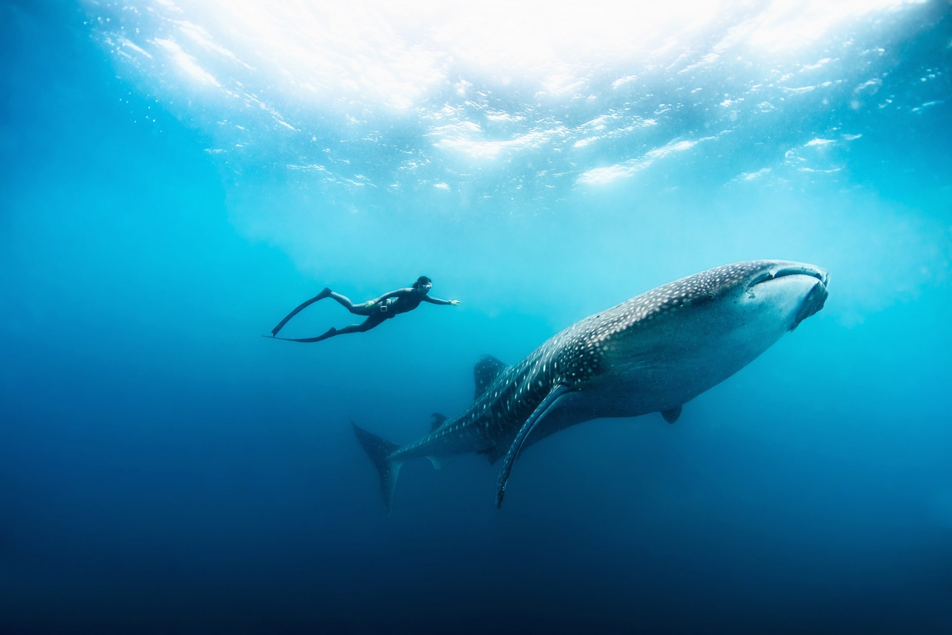 A deep understanding: From freediving to ocean conservation