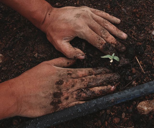 Image of a crop being planted in soil. Soil carbon & agriculture and the BeZero Carbon toolkit