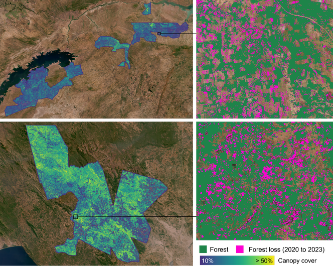Forest Change in Drylands BeZero Carbon