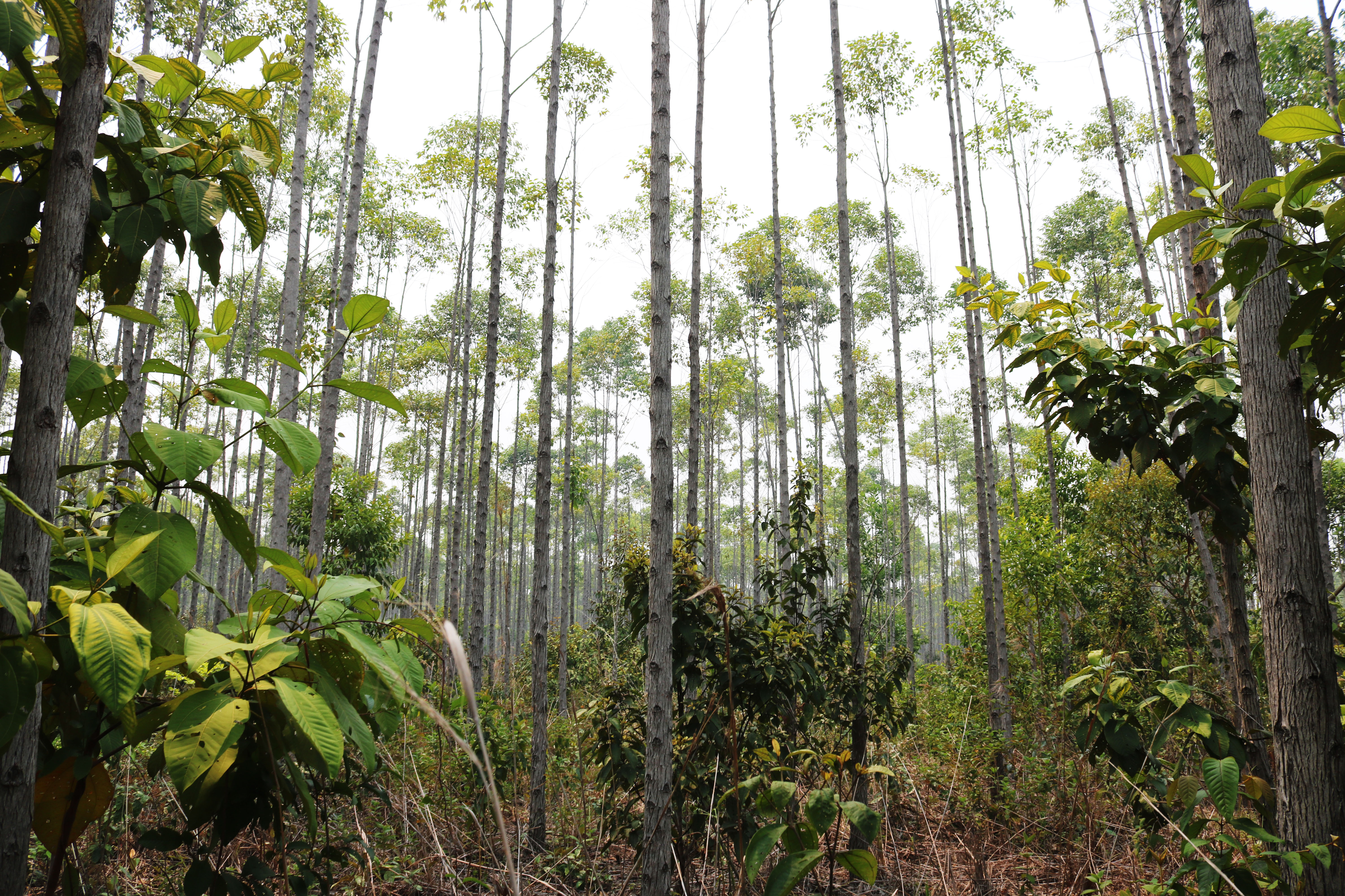 Testimonials: Trafigura | BeZero Carbon