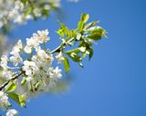 Illustration of the growth of expert networks, the industry, and the erosion of GLG's market share