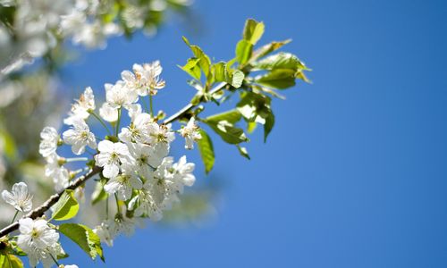 Illustration of the growth of expert networks, the industry, and the erosion of GLG's market share