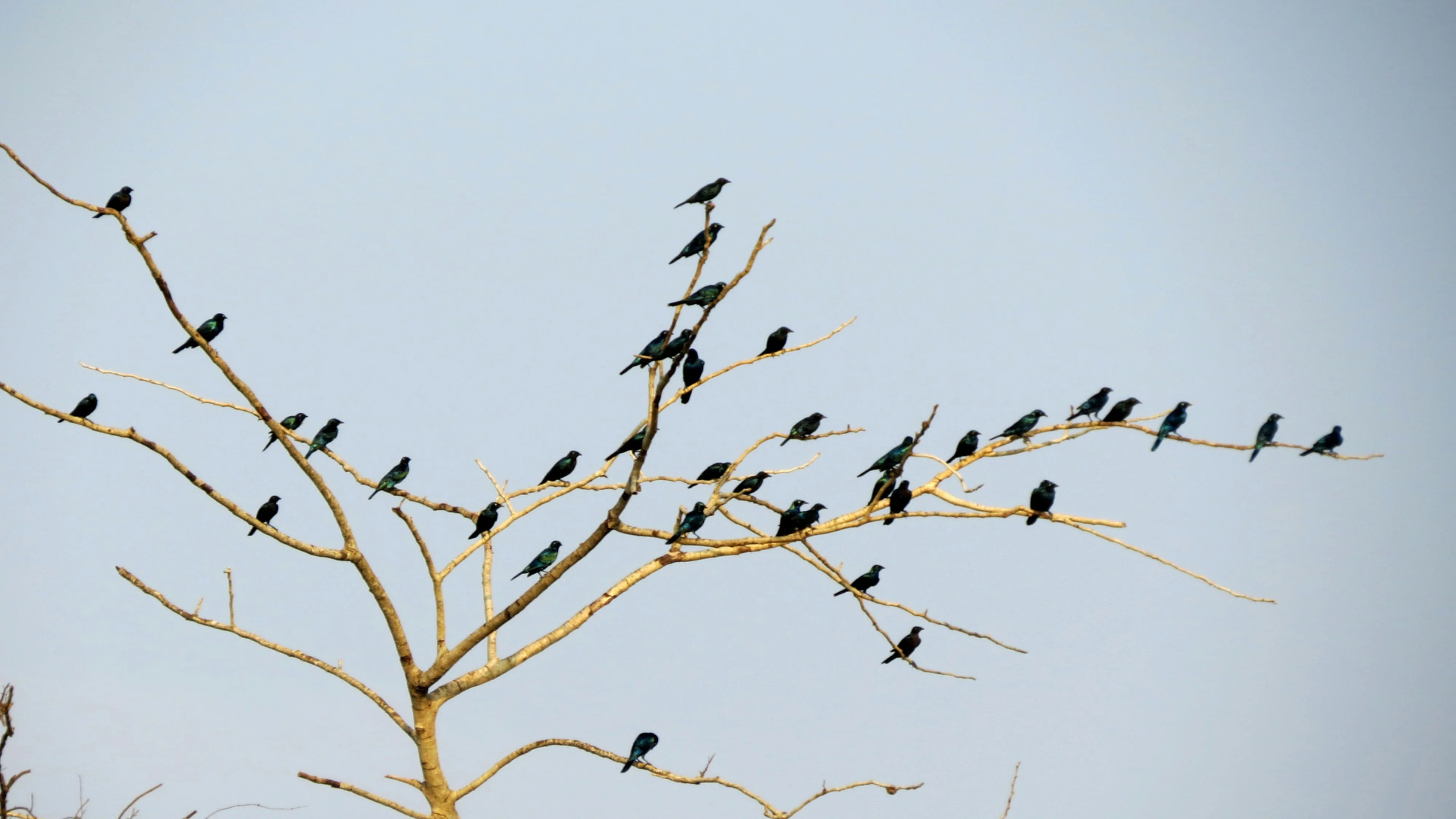 A group of birds perched across bare branches, symbolising structured connection and communication