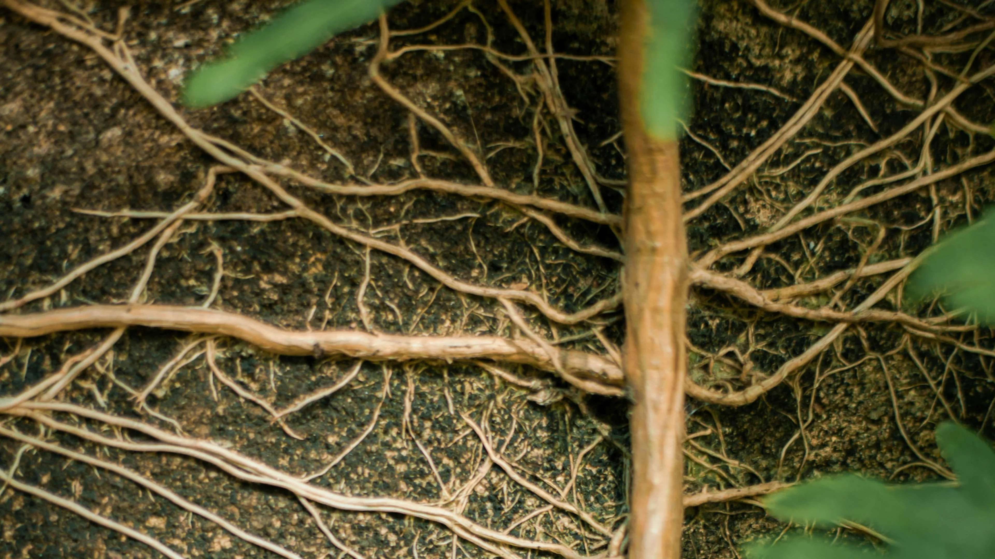 Close-up of tangled tree roots against a rough textured soil background, with a few green leaves in the foreground.