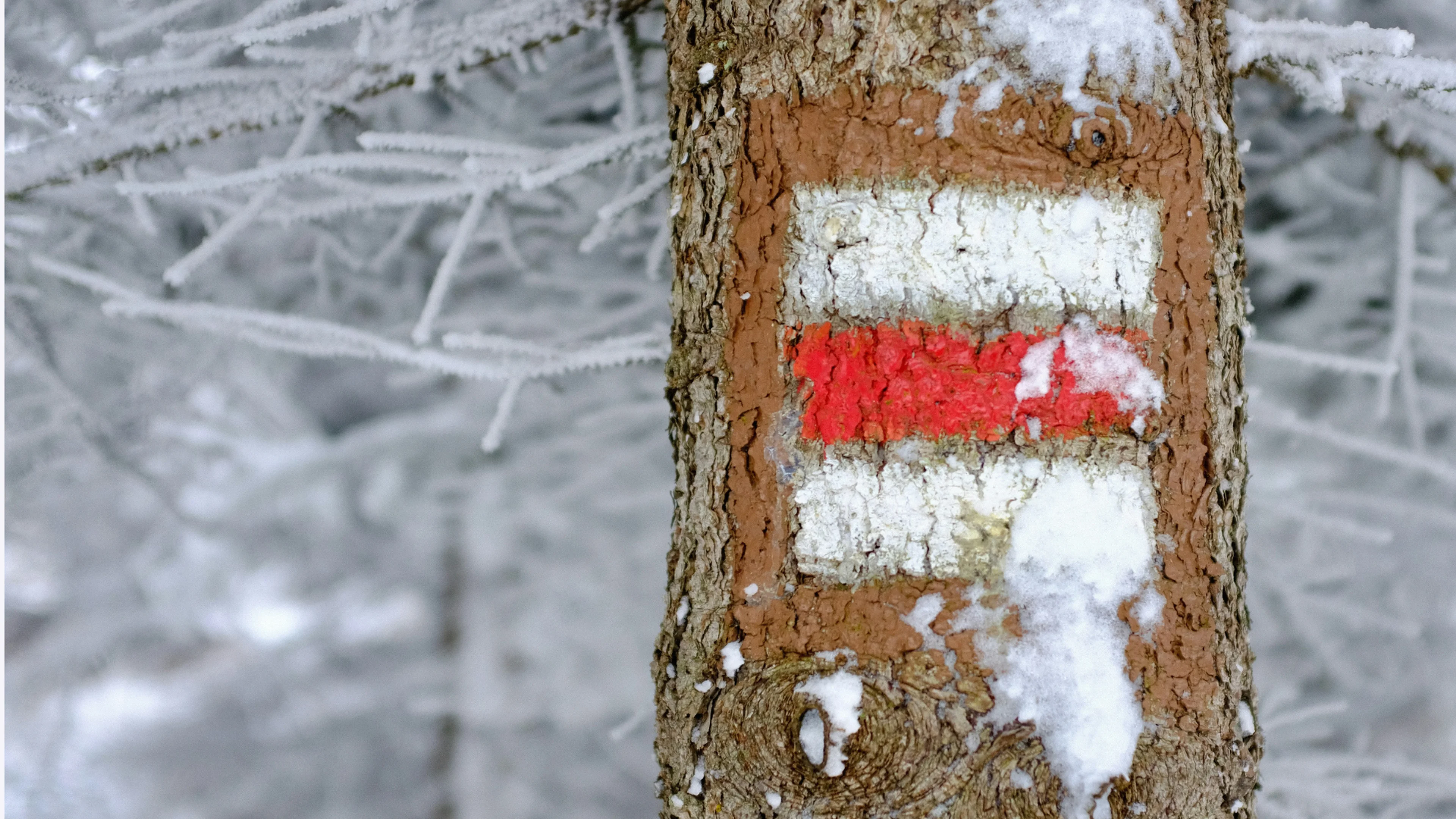 Trail Marker on Tree