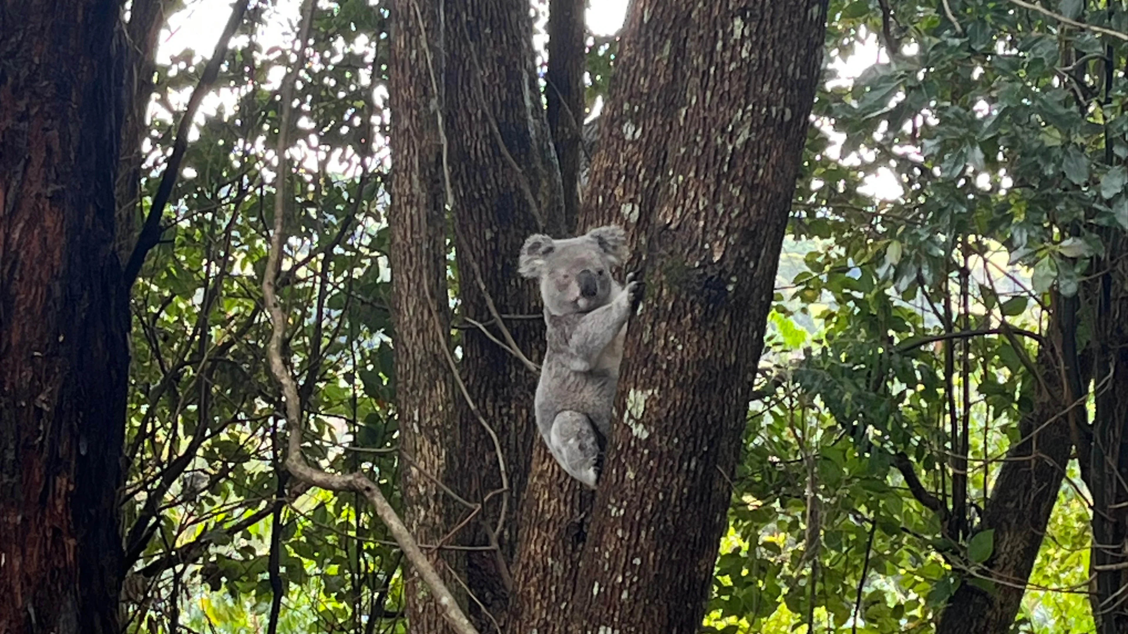 A koala clings to a tree trunk in a dense, leafy forest setting, surrounded by green foliage and branches.