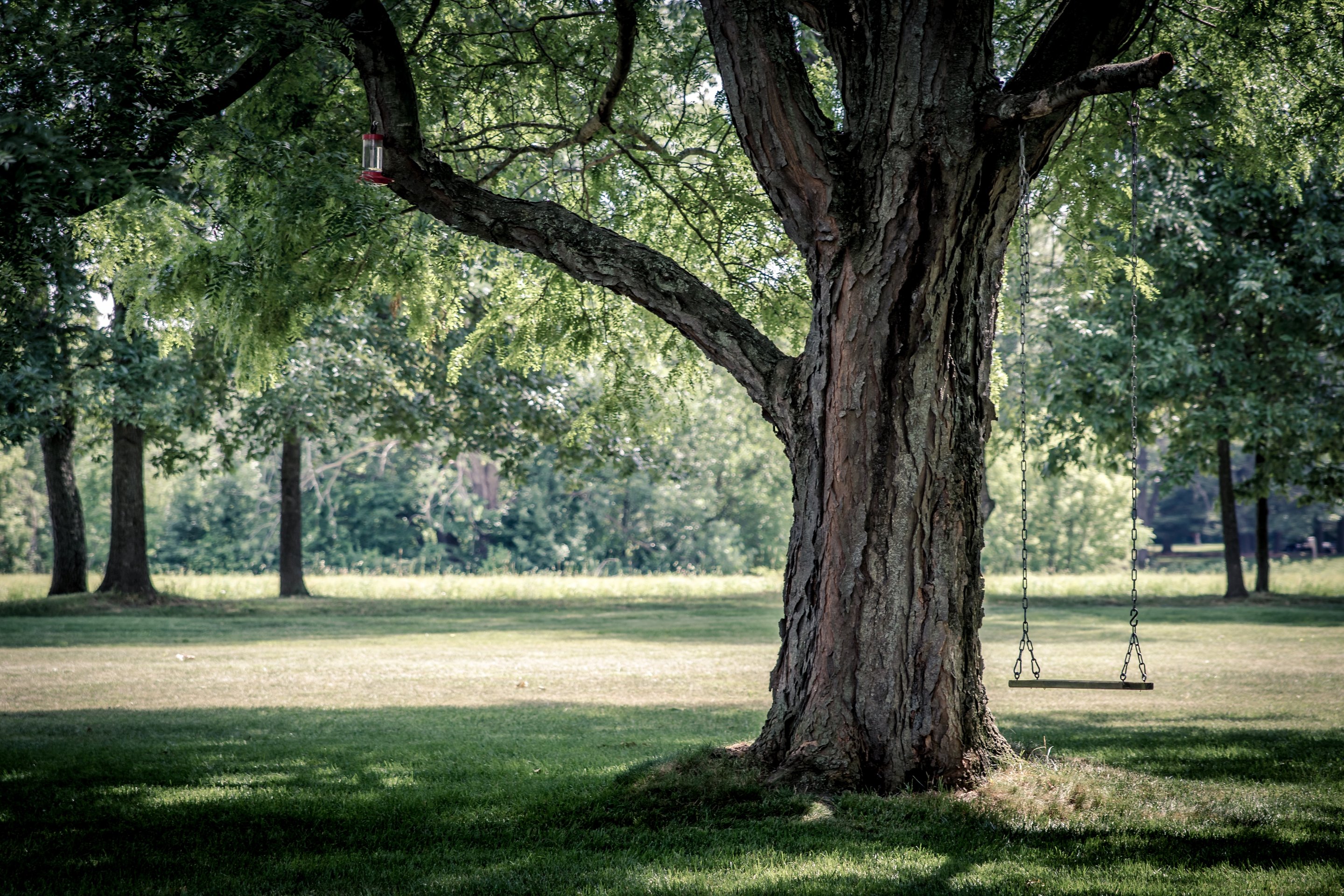 big tree with swing hanging from branch in. green garden