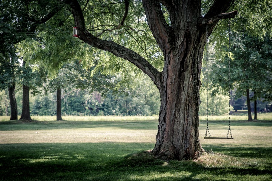big tree with swing hanging from branch in. green garden