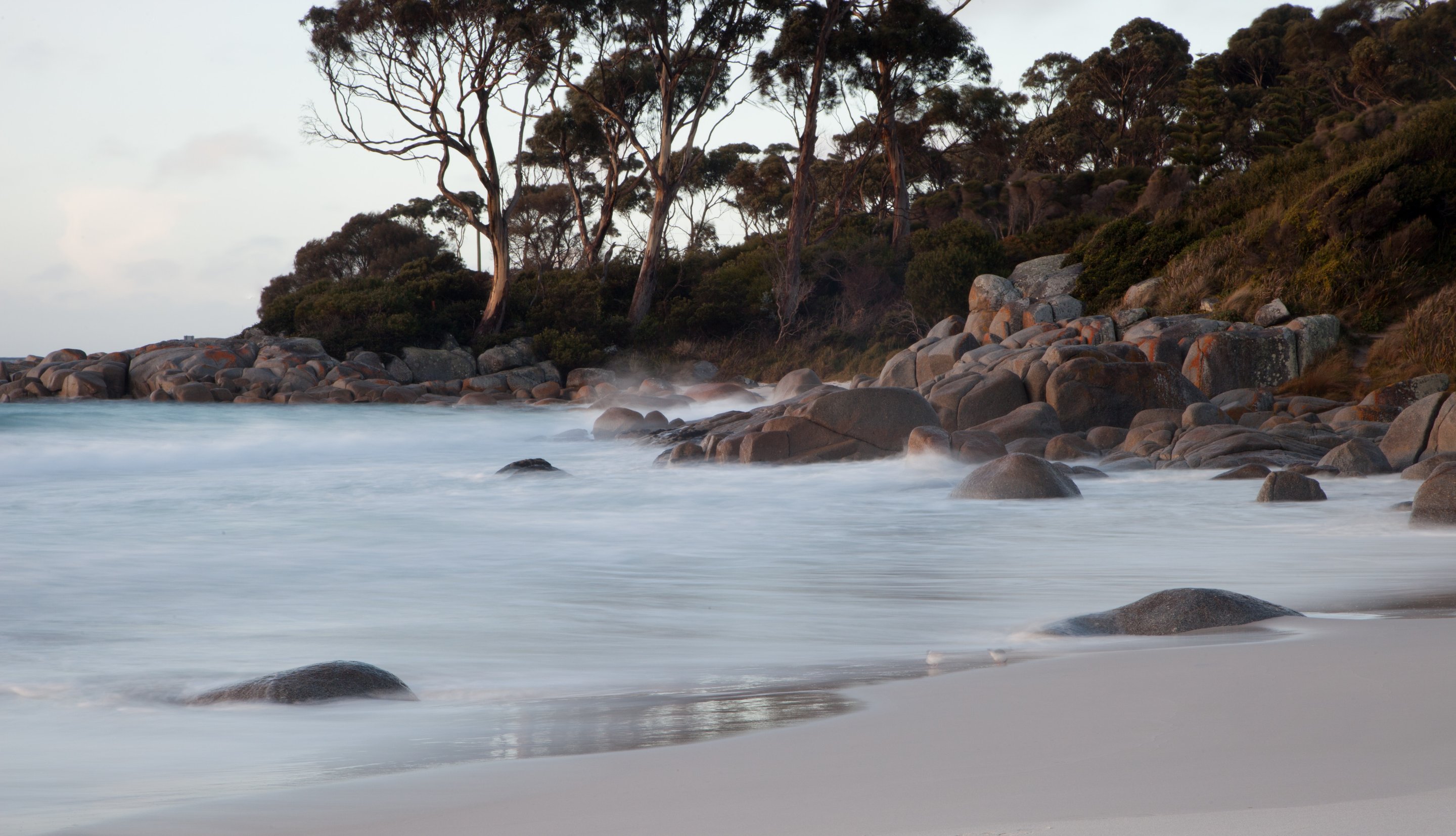 tasmanian beach with gum trees on the shore