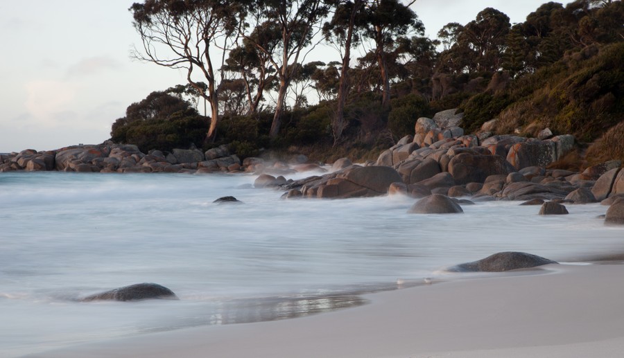 tasmanian beach with gum trees on the shore