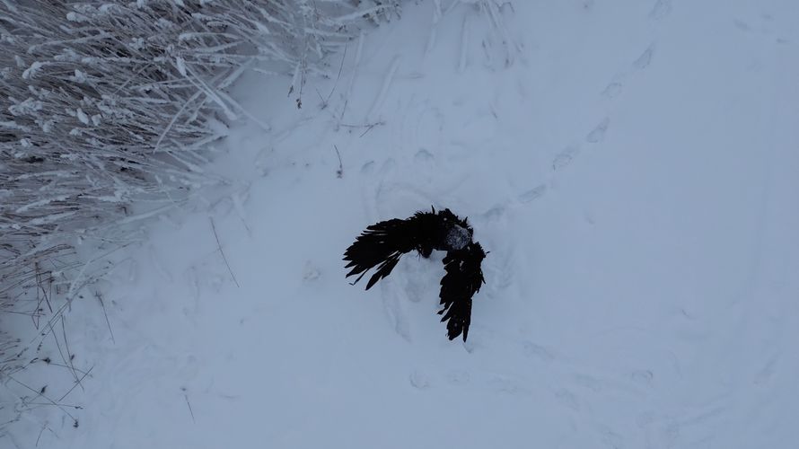 Bird Akionsaari 2