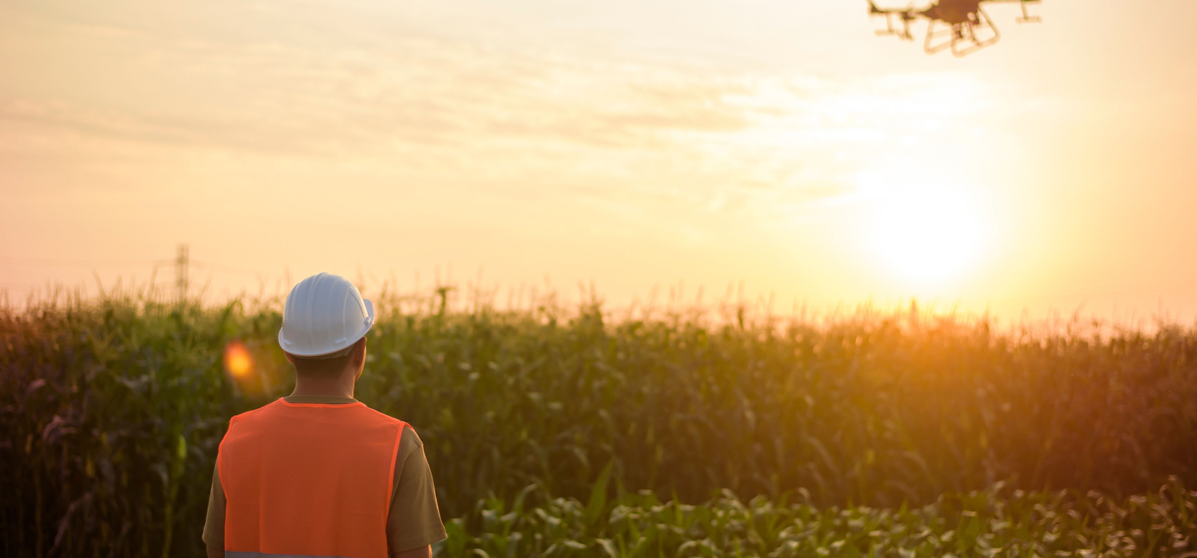 Mann mit Bauhelm steuert eine Drohen im Sonnenuntergang über einem Maisfeld.
